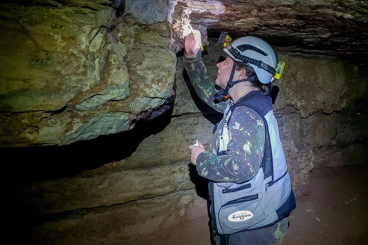 FAUNA NEWS Aracnídeos fantásticos e onde habitam: ambientes cavernícolas