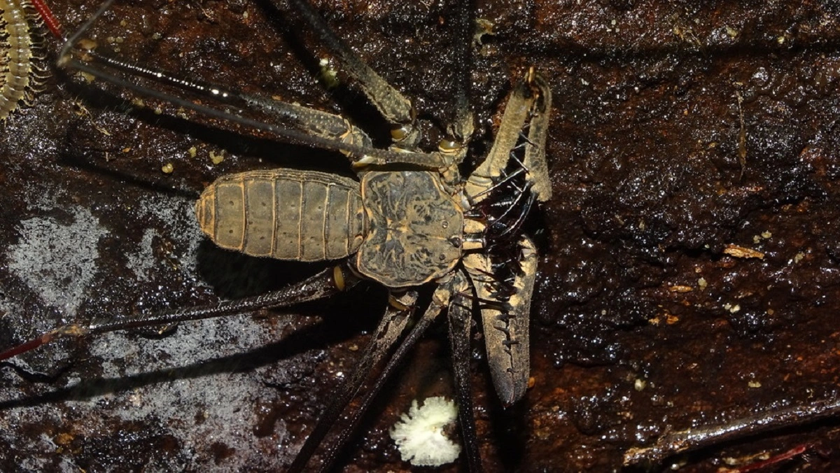 FAUNA NEWS Aracnídeos fantásticos e onde habitam: ambientes cavernícolas