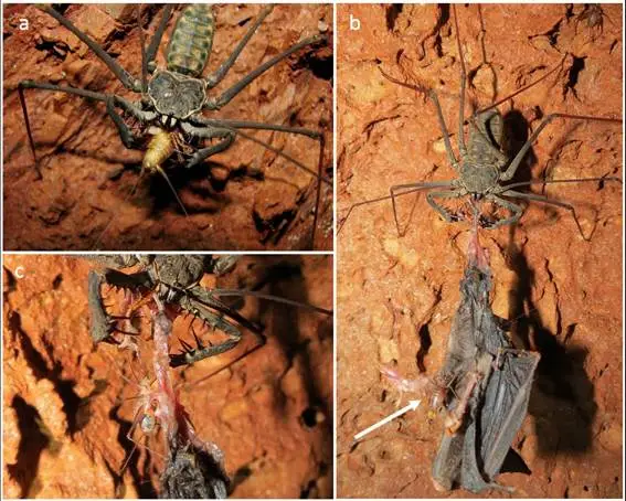 FAUNA NEWS Aracnídeos fantásticos e onde habitam: ambientes cavernícolas