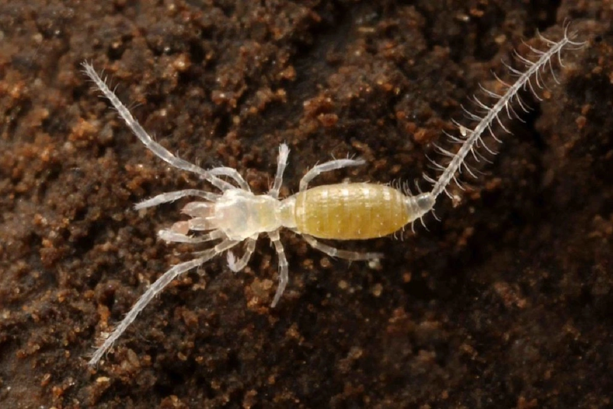 FAUNA NEWS Aracnídeos fantásticos e onde habitam: ambientes cavernícolas