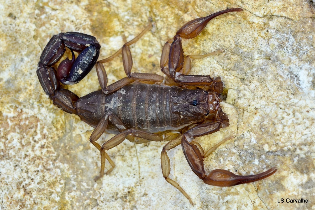 FAUNA NEWS Aracnídeos fantásticos e onde habitam: ambientes cavernícolas