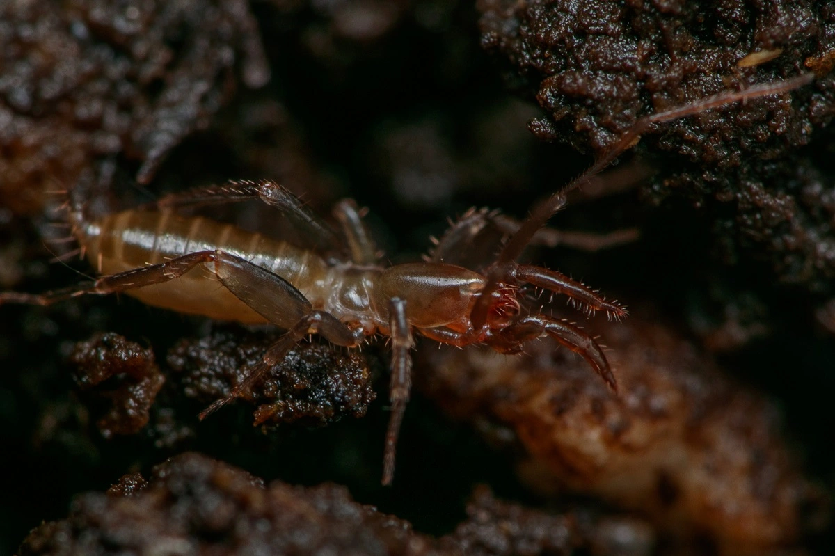 FAUNA NEWS Aracnídeos fantásticos e onde habitam: ambientes cavernícolas