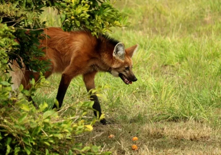 FAUNA NEWS Canelinha, lobo-guará reintroduzido no interior de SP, morreFAUNA NEWS Canelinha, lobo-guará reintroduzido no interior de SP, é encontrado morto