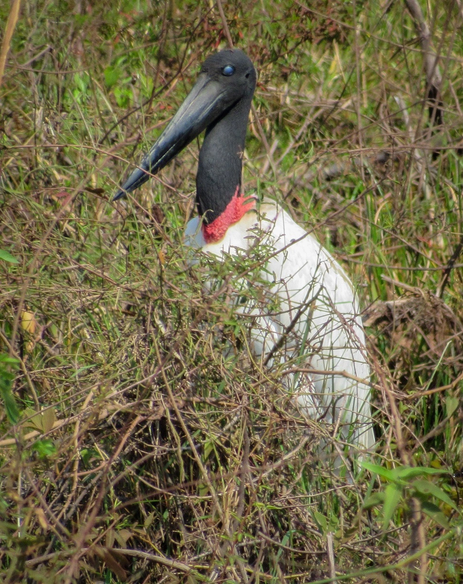 FAUNA NEWS Fotografando o tuiuiú