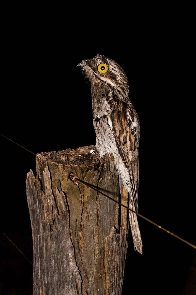 FAUNA NEWS Fotografando o urutau