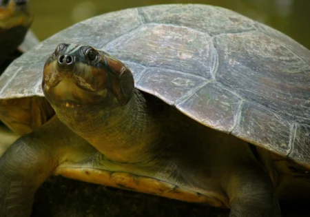 FAUNA NEWS Conhecendo a tartaruga-da-Amazônia... que é um cágado!