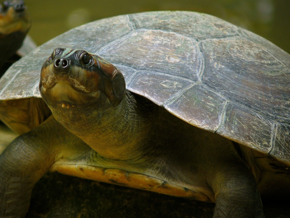 FAUNA NEWS Conhecendo a tartaruga-da-Amazônia... que é um cágado!