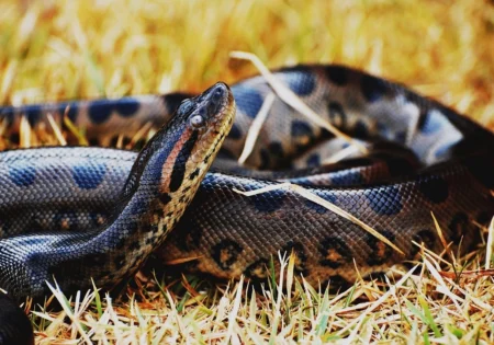 FAUNA NEWS Fotografando jiboias e sucuris