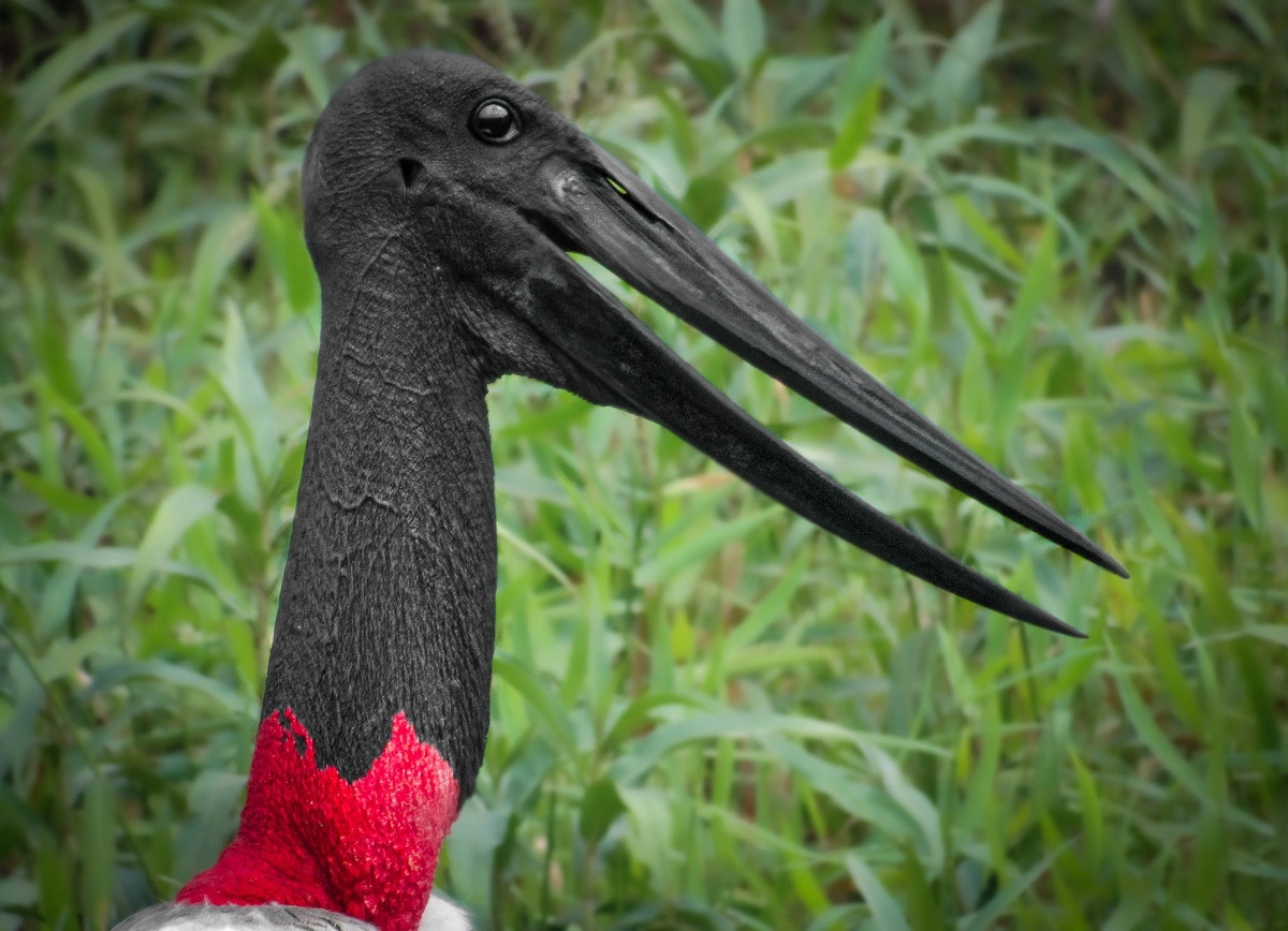 FAUNA NEWS Fotografando o tuiuiú