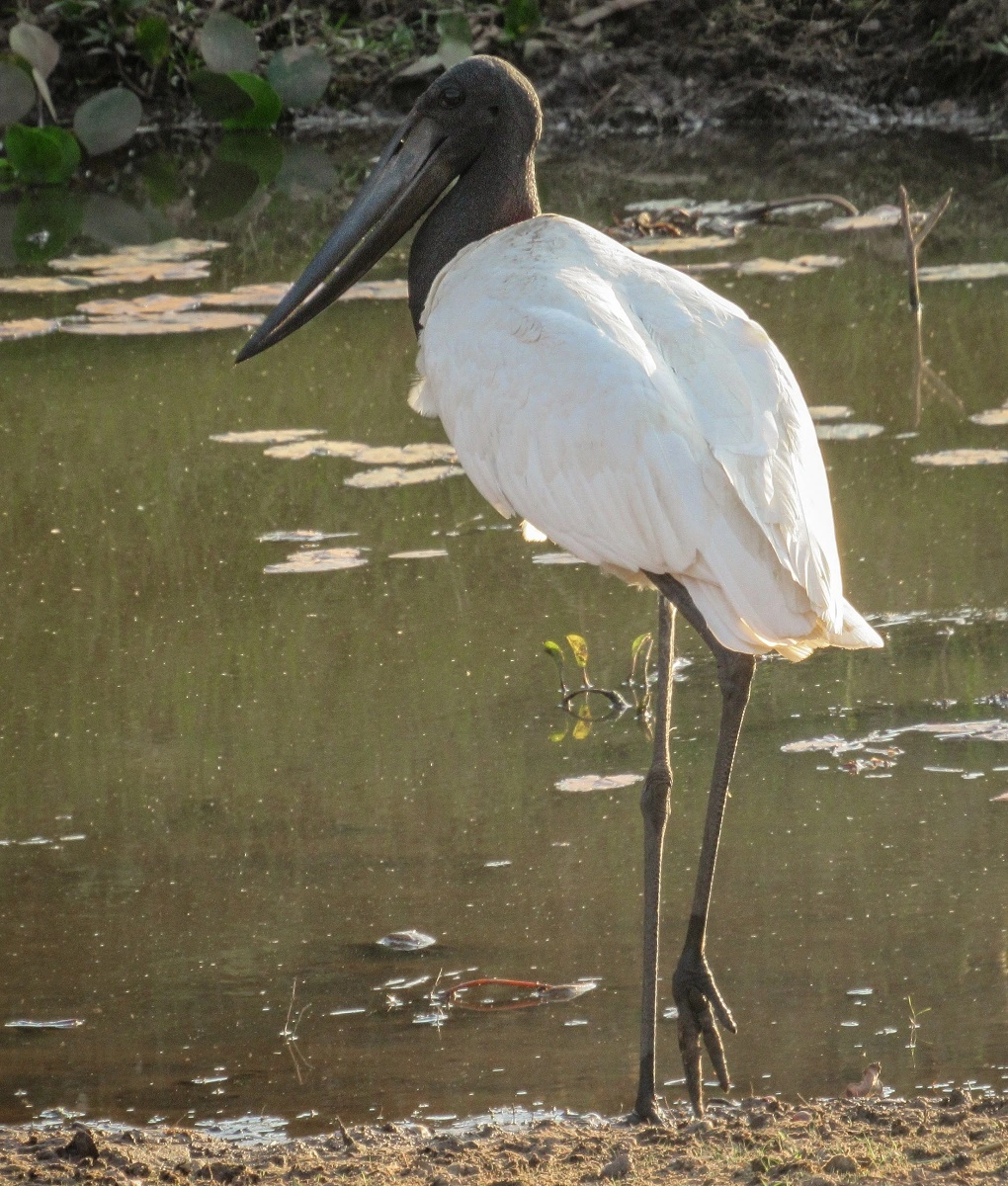 FAUNA NEWS Fotografando o tuiuiú