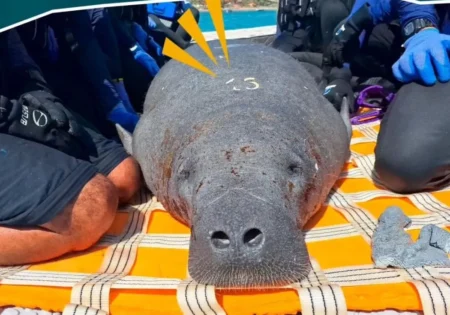 FAUNA NEWS Peixe-boi flor é encontrada morta com plástico no intestino