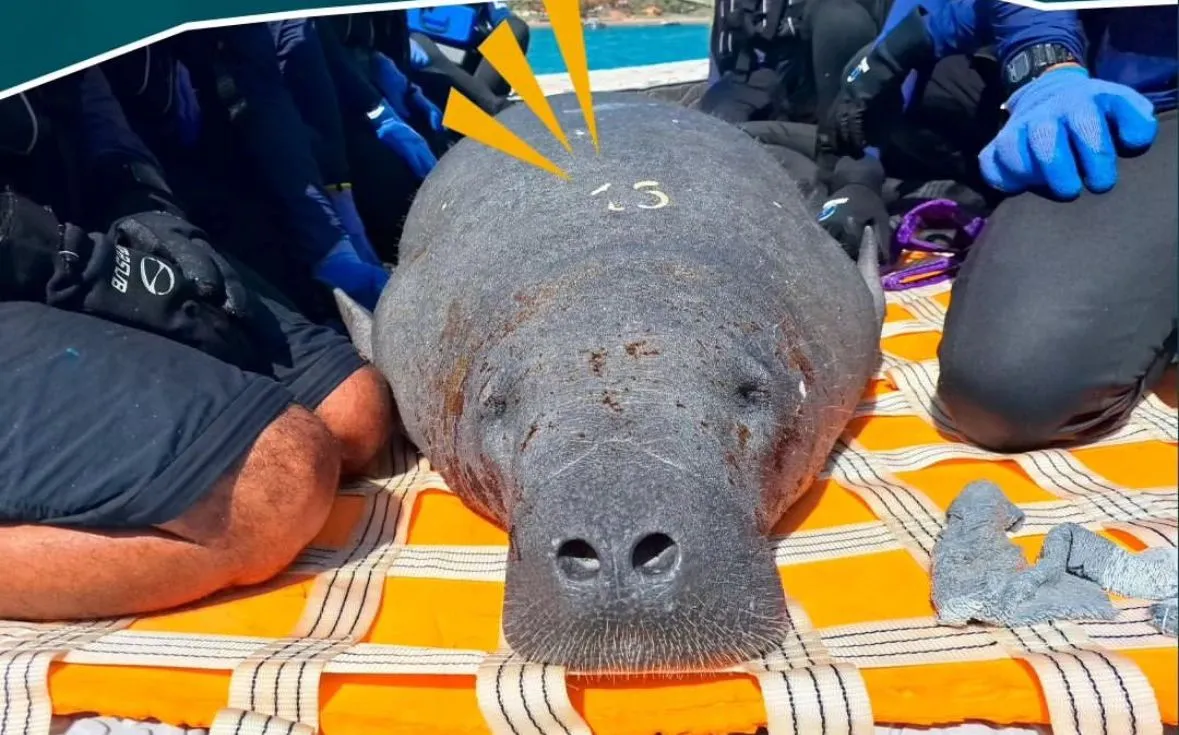 FAUNA NEWS Peixe-boi flor é encontrada morta com plástico no intestino