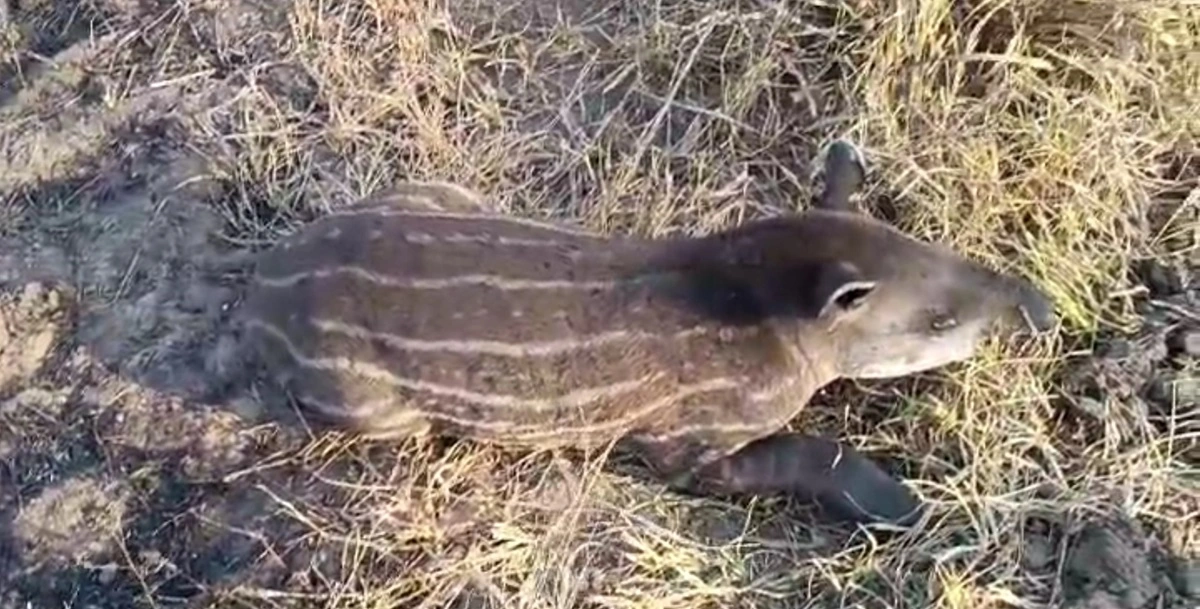 FAUNA NEWS Incêndios no Pantanal (MS): onças-pintadas e tamanduá mortos e anta resgatada