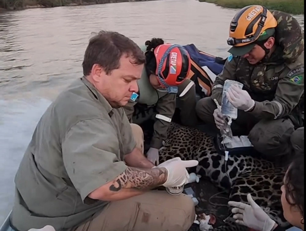 FAUNA NEWS Resgates de animais dos incêndios no Pantanal seguem intensos