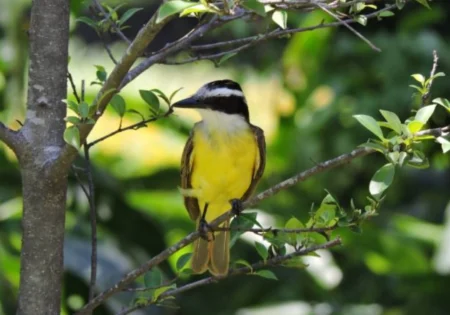 FAUNA NEWS Pesquisa analisa percepções de moradores sobre aves em cidades de SP e MG