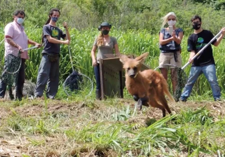 FAUNA NEWS Encontro de centros de triagem e reabilitação de fauna começa amanhã em SP