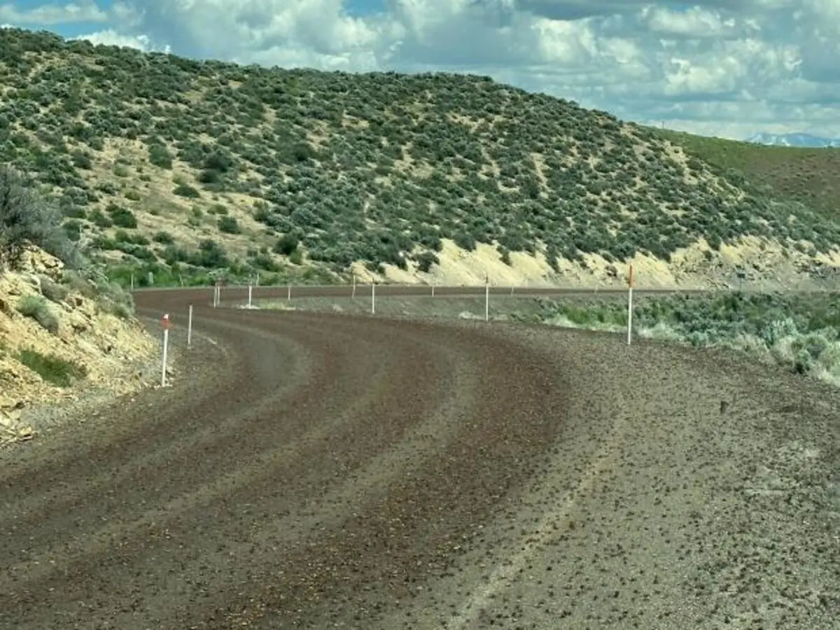 FAUNA NEWS Um tapete de grilos em rodovias dos Estados Unidos