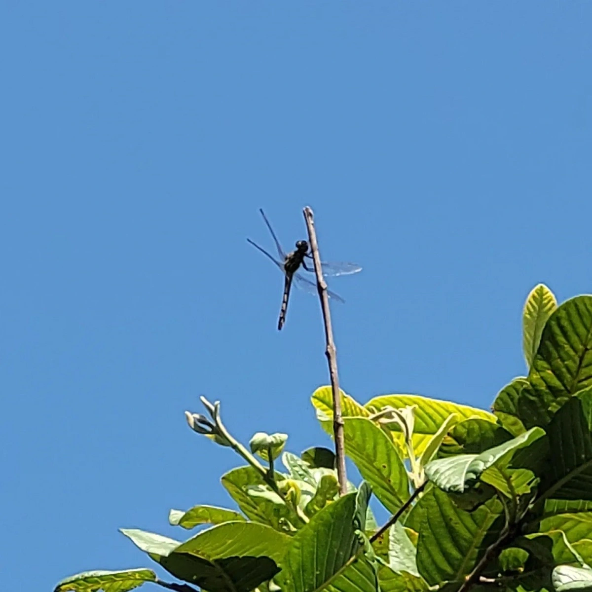 FAUNA NEWS Insetos no folclore brasileiro (parte 5): o pito do Saci