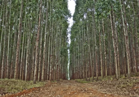 FAUNA NEWS Plantações de eucalipto reduzem riqueza de insetos aquáticos de nascentes de rios