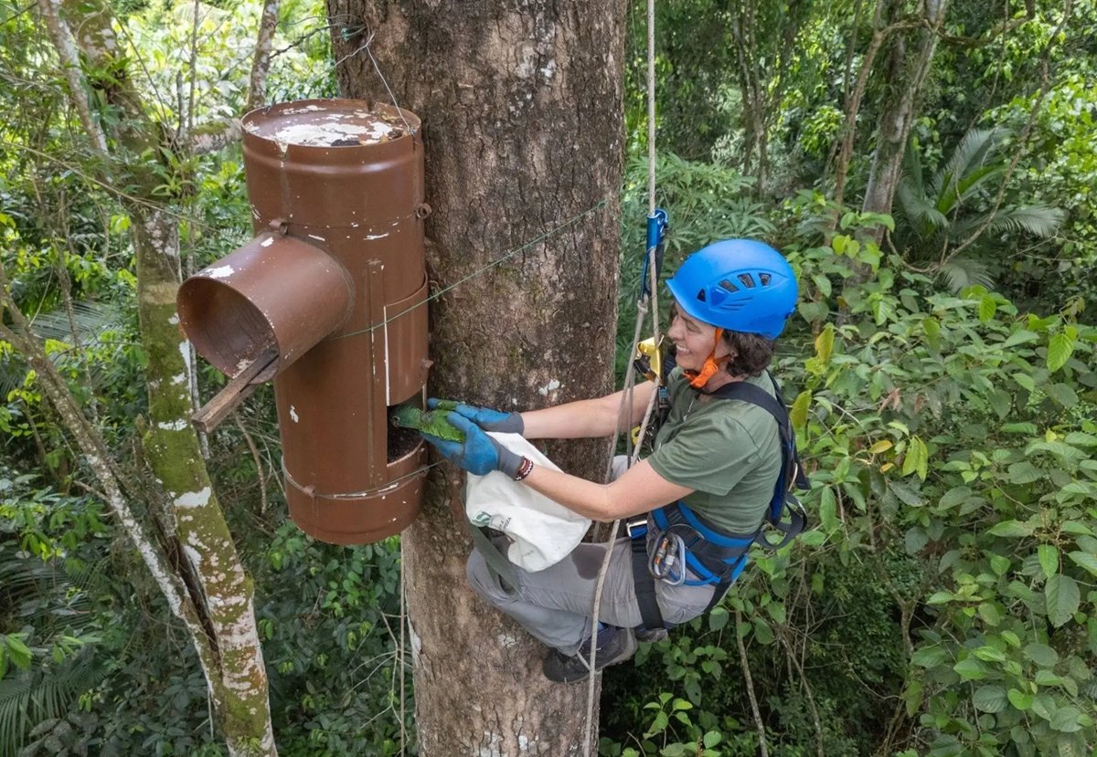 FAUNA NEWS População de papagaios-de-cara-roxa no Parque do Superagui (PR) sofre grande redução