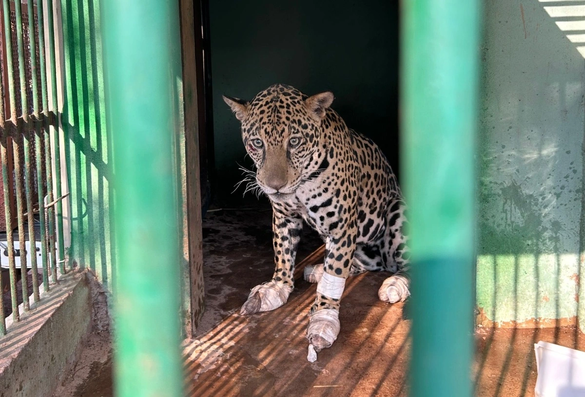 FAUNA NEWS Onça-pintada é resgatada com patas queimadas no Pantanal