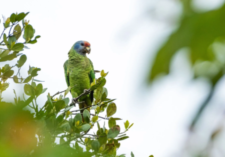 FAUNA NEWS População de papagaios-de-cara-roxa no Parque do Superagui (PR) sofre grande redução