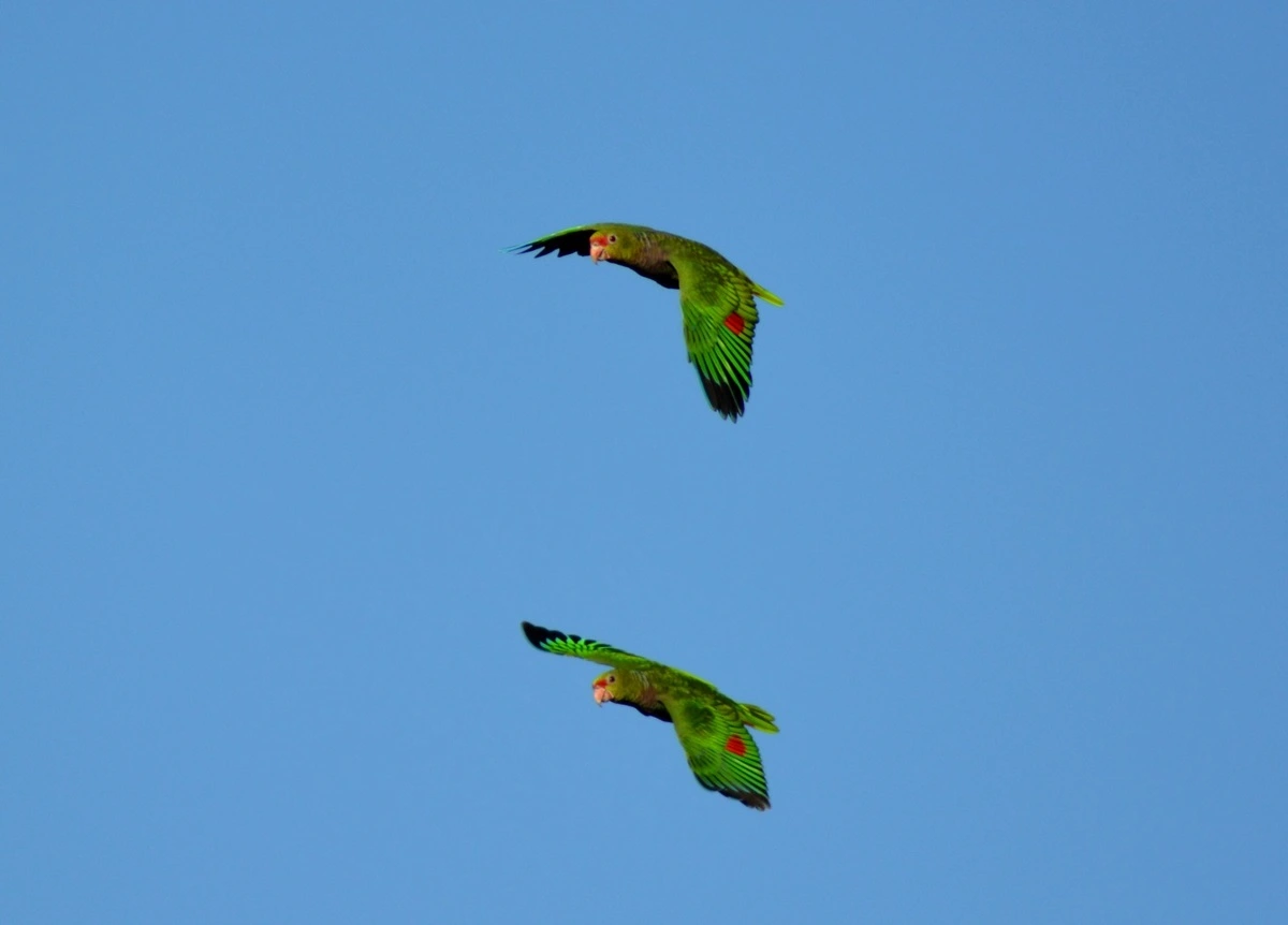 FAUNA NEWS População de papagaios-de-cara-roxa no Parque do Superagui (PR) sofre grande redução