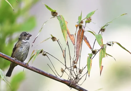 FAUNA NEWS Pássaros que podem demorar muito para serem avistados no mesmo local