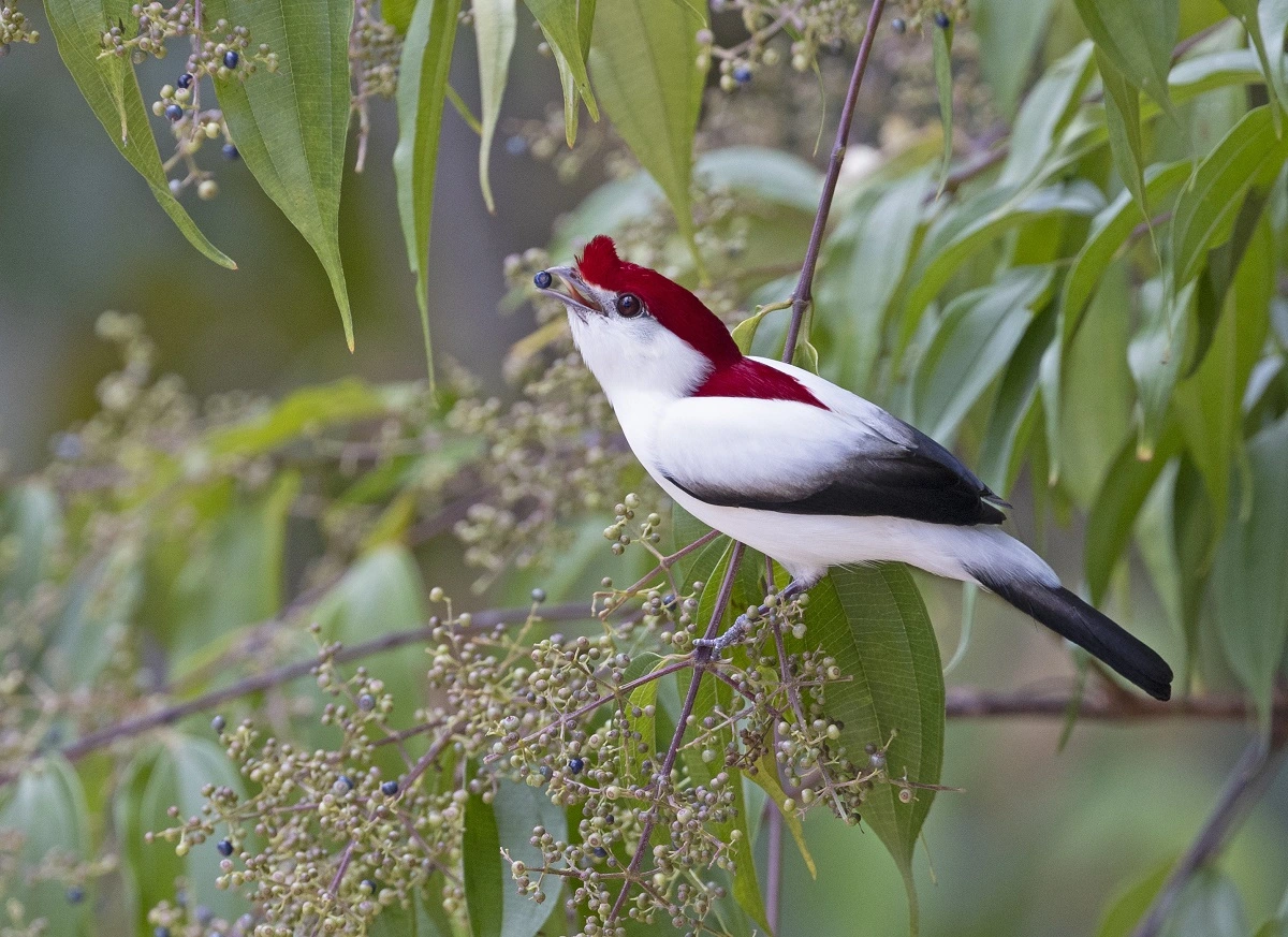 FAUNA NEWS Birdwatching: lançado Guia de Aves do Ceará