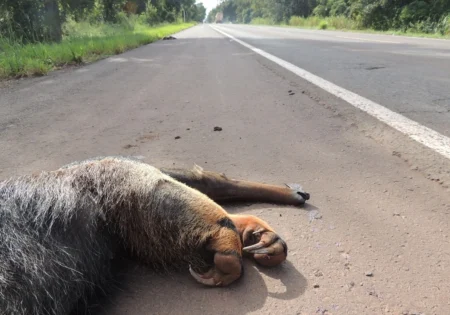 FAUNA NEWS O uso de diferentes abordagens para identificar locais para mitigar atropelamentos de fauna