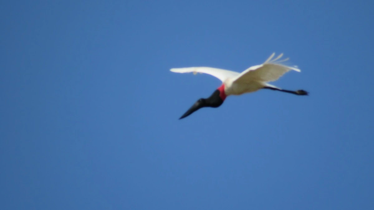 FAUNA NEWS Fotografando o tuiuiú