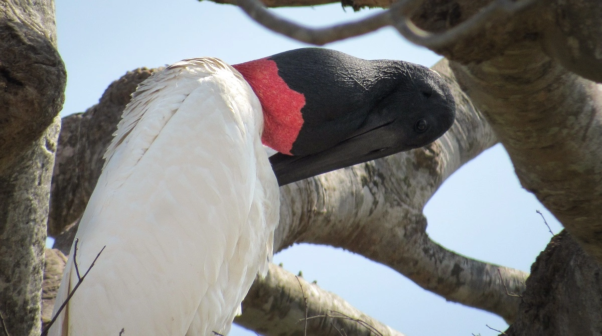 FAUNA NEWS Fotografando o tuiuiú