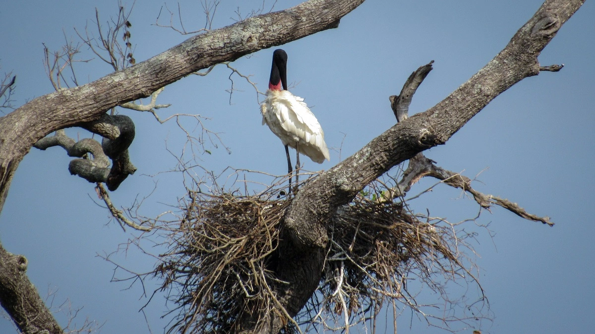 FAUNA NEWS Fotografando o tuiuiú