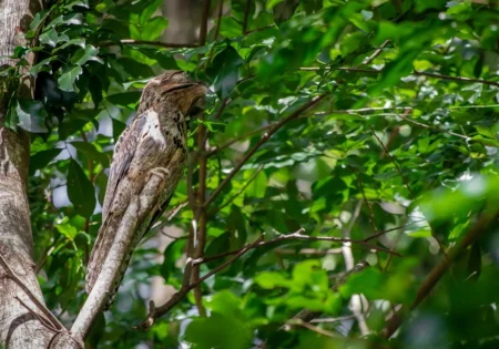 FAUNA NEWS Fotografando o urutau