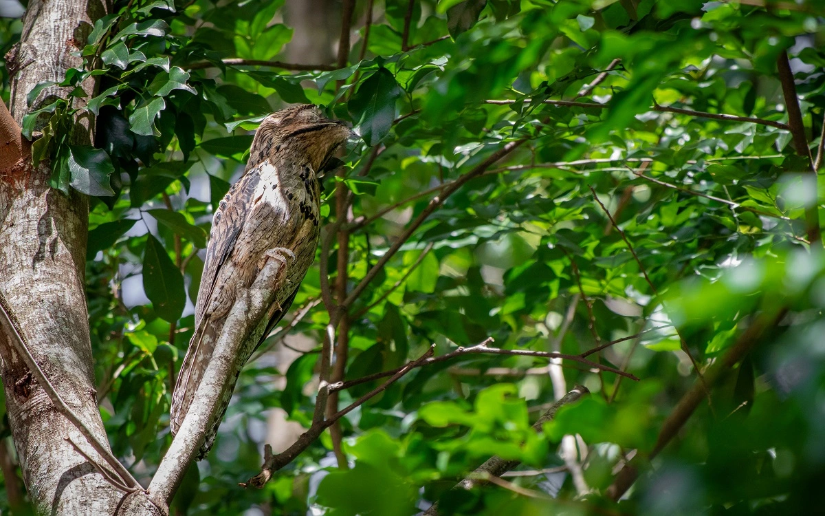 FAUNA NEWS Fotografando o urutau