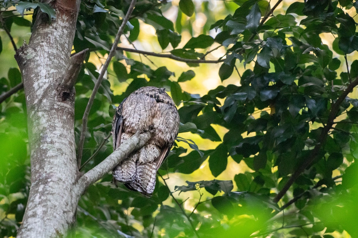 FAUNA NEWS Fotografando o urutau