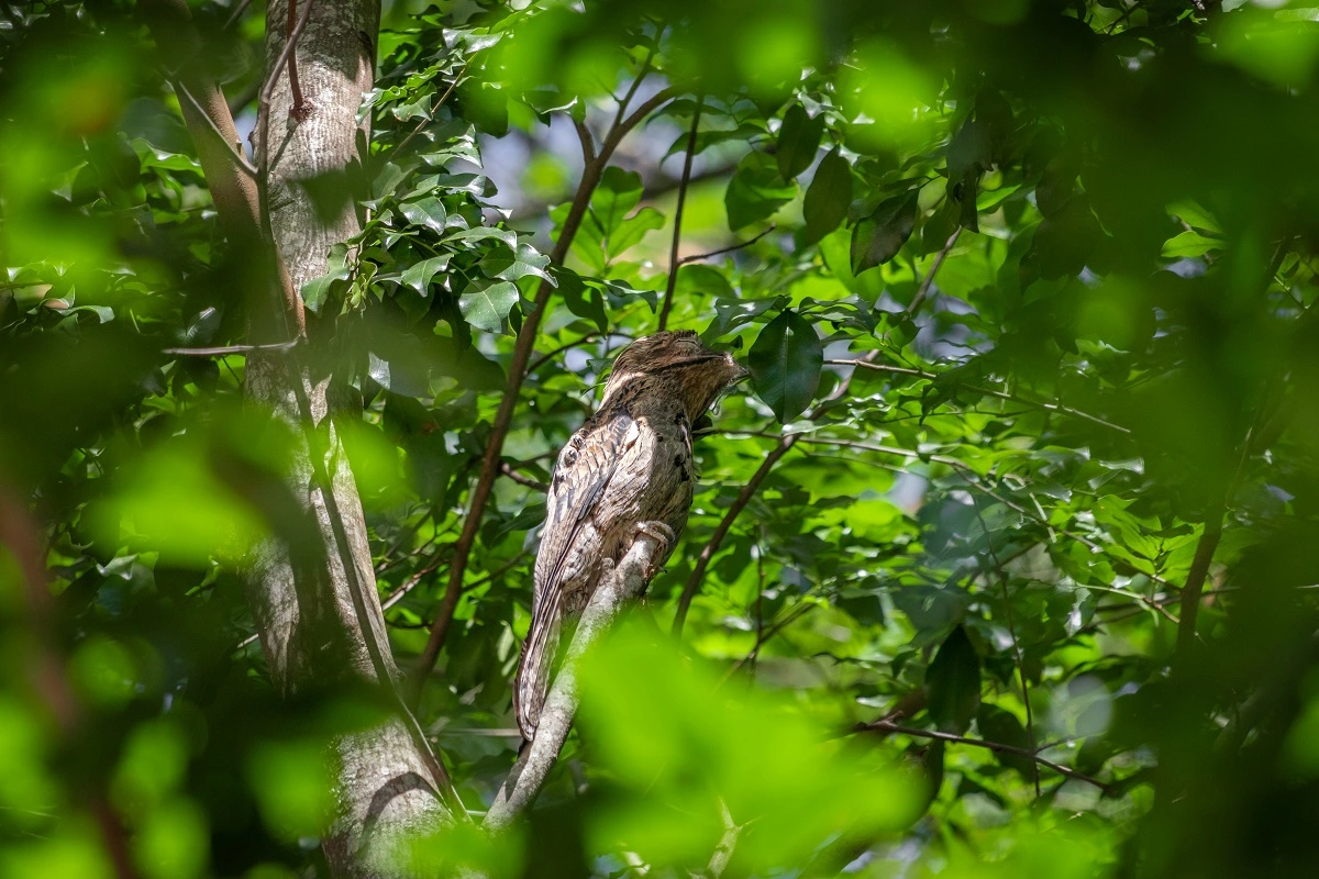 FAUNA NEWS Fotografando o urutau