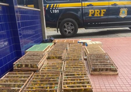 FAUNA NEWS Polícia Rodoviária Federal resgata 1.100 aves com traficantes de fauna na Bahia