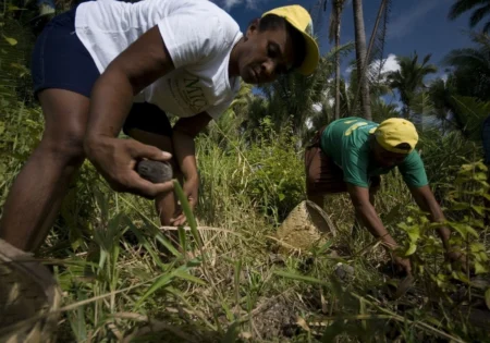 FAUNA NEWS As quebradeiras de coco-babaçu: um conto sobre Ecofeminismo e Capitalismo Patriarcal