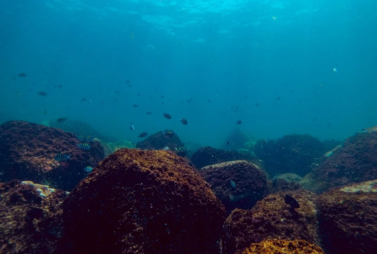 FAUNA NEWS O mundo submerso do litoral do Paraná