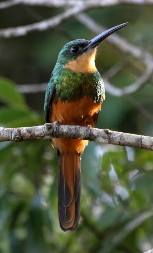 FAUNA NEWS Urbanização reduz em 50% de espécies de aves na região de João Pessoa (PB)