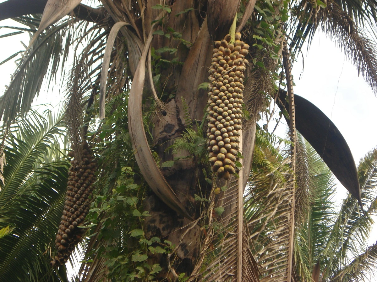 FAUNA NEWS As quebradeiras de coco-babaçu: um conto sobre Ecofeminismo e Capitalismo Patriarcal 