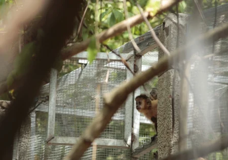 FAUNA NEWS Desafios e conquistas alcançadas em solturas de fauna no Ceará