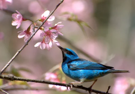 FAUNA NEWS Urbanização reduz em 50% de espécies de aves na região de João Pessoa (PB)