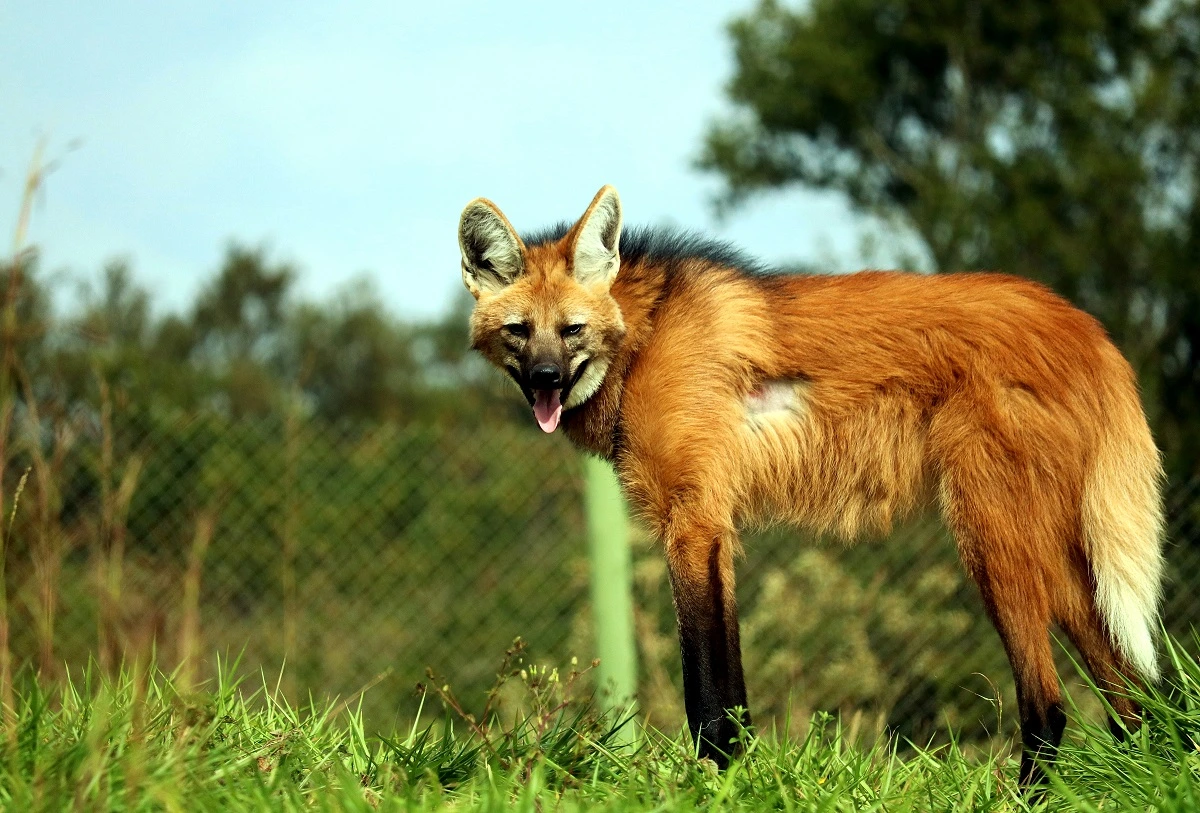 FAUNA NEWS Fotografando o lobo-guará