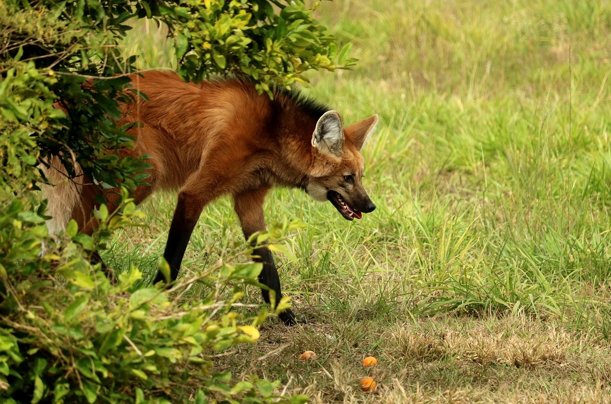 FAUNA NEWS Fotografando o lobo-guará