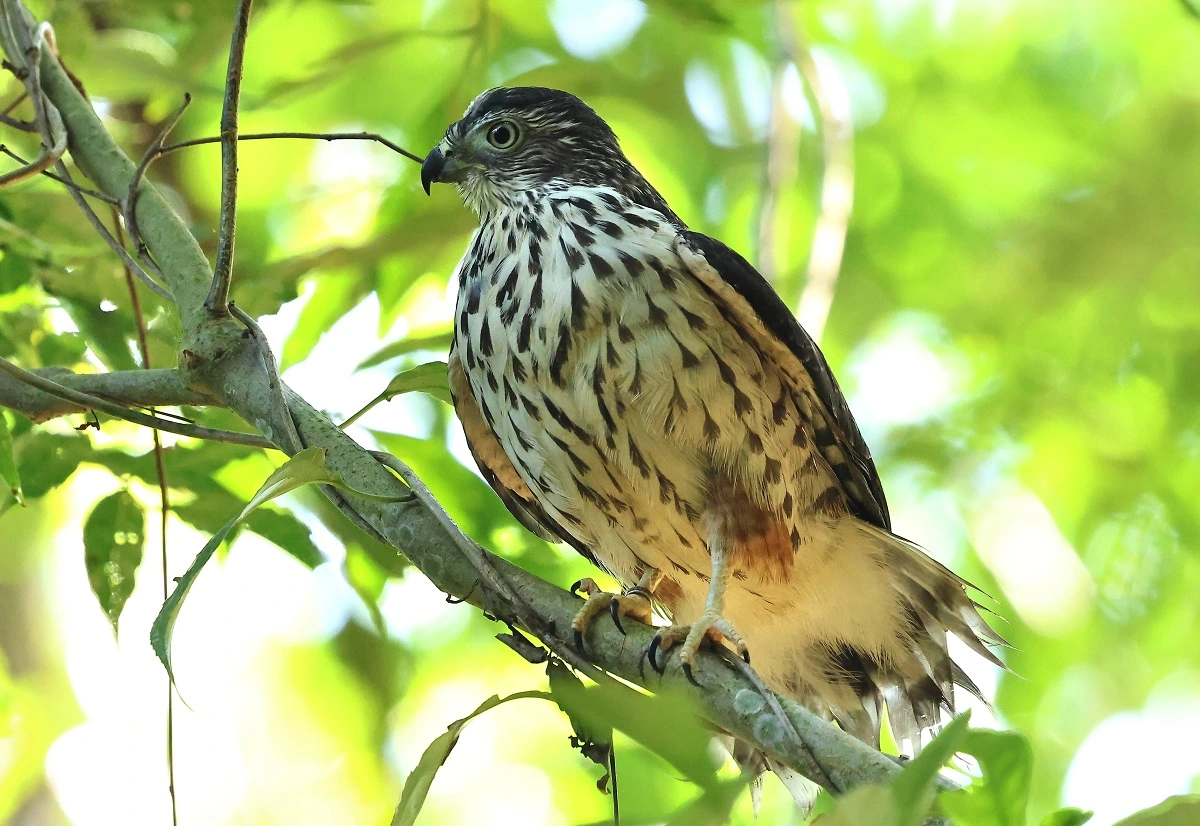 FAUNA NEWS Parcerias de sucesso: garantia de retorno dos animais a seus hábitats naturais