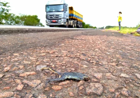 FAUNA NEWS Cercas de concreto reduzem mortalidade de anfíbios em rodovias de Portugal