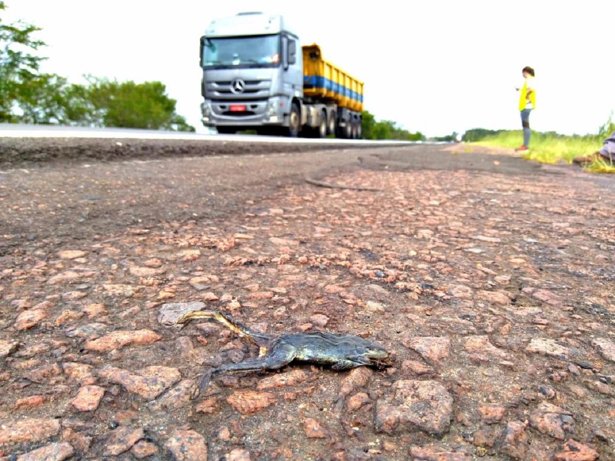 FAUNA NEWS Cercas de concreto reduzem mortalidade de anfíbios em rodovias de Portugal