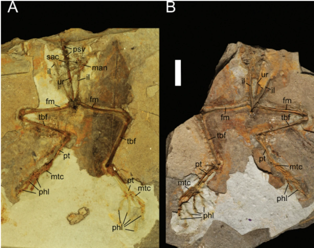 FAUNA NEWS Um fóssil encontrado pela metade e sua importância para a história dos anuros